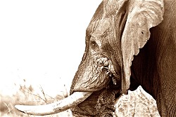 HBAR NFT Collection The Elephant In The Room