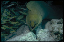 HBAR NFT Collection Angry Eel