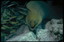 HBAR NFT Collection Angry Eel